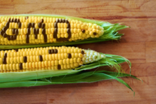 Euroopan parlamentti hylkäsi ehdotuksen kansallisista GMO-kielloista – uuselintarvikkeiden osalta elintarvikeinnovaatioiden tekemistä helpotetaan