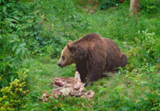 Hovioikeus: Karhun lihojen myynnistä saadut varat tuli tuomita valtiolle menetetyksi