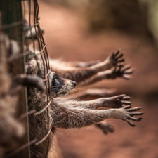 Eläinsuojelujärjestöt marssivat ulos turkisasetuksen valmistelusta – heidän mielestään luonnos uudeksi turkisasetukseksi osin jopa heikentää turkiseläinten oloja Suomessa
