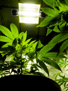 Hovioikeus piti yhden Cannabis sativa -kasvin odotettuna tuottona käräjäoikeuden arvioiman 15 gramman sijasta 25 grammaa kasvia kohden - 75 päivän ehdollinen vankeusrangaistus oli rangaistuskäytännön mukainen seuraamus yhdeksän kasvin kasvattamisesta