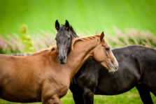 KHO:n lyhyt ratkaisuseloste ja muu päätös sääsuojan tarpeesta hevosten ulkotarhassa