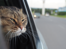 Aatu-kissan tuntemattomaksi jääneeseen paikkaan autolla kuljettanut nainen syyllistyi hallinnan loukkaukseen ja eläinsuojelurikkomukseen - 30 päiväsakkoa ja vahingonkorvausvelvollisuus