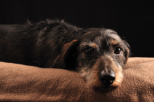 Koiraveron lakkauttamisesta 6 lausuntoa