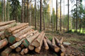 Hovioikeus: Puun myyjien Metsäliittoa, Stora Ensoa ja UPM:ää vastaan nostamia kilpailunrajoituksen aiheuttamaan vahinkoon perustuvia kanteita ei olisi tullut hylätä vanhentuneina