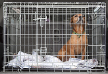 Hovioikeuden ratkaisu koiran takavarikoinnista