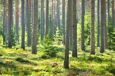 Metsänhoidon suosituksia päivitettiin jatkuvan kasvatuksen ja ilmastonmuutokseen sopeutumisen osalta