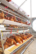 Komissio ehdottaa asteittaista luopumista tuotantoeläinten häkkikasvatuksesta
