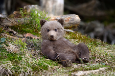 Hovioikeus äänesti: Alle vuoden ikäisen karhun tappanut syyllistyi törkeään metsästysrikokseen
