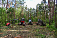 Etlan tutkimus: Metsien hakkuilla merkittävä vaikutus hiilinieluihin – korona voimisti tilapäisesti Suomen nieluja