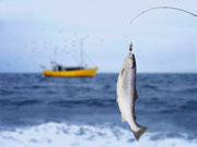 Pohjanlahden lohenkalastus kielletään 25. heinäkuuta alkaen