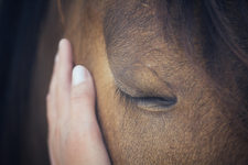 Hallinto-oikeus: Valvontaeläinlääkäri oli voinut päättää ettei hoidossa olevia hevosia enää palauteta omistajalle niiden hoidon ja terveyden pidempiaikaisen laiminlyönnin vuoksi
