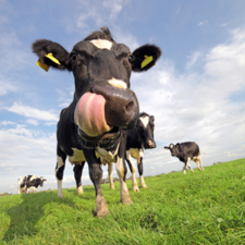 EU pyrkii hillitsemään antibioottien liikakäyttöä uudella eläinlääkeasetuksella