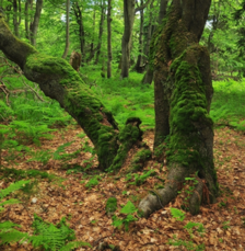 Ympäristöneuvosto hyväksyi yleisnäkemykset LULUCF-asetuksesta ja metsäkadosta