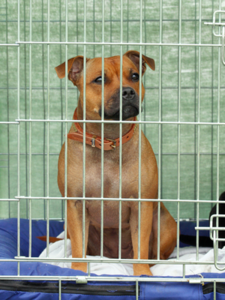 KHO: Koulukoiratoiminnan säännöllisyys huomioon ottaen koiran pitämistä kuljetushäkissä autossa ei voitu pitää eläinsuojeluasetuksen mukaisesti tilapäisenä