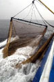 WWF varoittaa Itämeren kalojen myrkyllisyydestä