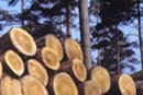 Stora Enso kiistää Greenpeacen väitteet vanhojen metsien tuhoamisesta