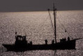 KHO:n päätös meritaimenen kalastusmääräyksiä koskevassa asiassa