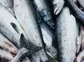 Suomen Itämeren kalojen dioksiinipoikkeuksesta pysyvä